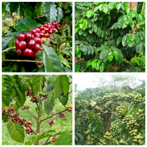 POHON KOPI menyimpan kebaikan untuk bumi dan mampu mencegah terjadinya bencana.