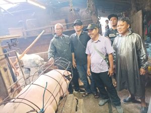 Bentuk Ketahanan Pangan, Desa Sidakarya Panen 18 Ekor Babi Ternak Lewat Program PKTDes.