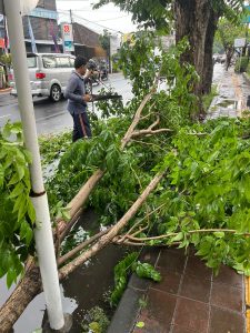 Kelurahan Sesetan Respon Cepat Kejadian Pohon Tumbang Saat Hujan