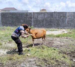 Tindaklanjuti Aduan Warga, Kelurahan Padang Sambian Pantau Sapi Yang Berkeliaran di Pemukiman