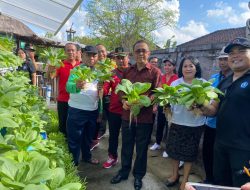 Tekan Inflasi,Walikota Jaya Negara Panen Sayuran Di Rumah Bibit Astagina Guna Karya
