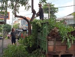 Pemkot Denpasar Gencarkan Penanaman Pohon Perindang, Dukung Penataan Wajah Kota Kurangi Polusi