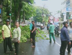 Antisipasi Pohon Tumbang, Pemkot Denpasar Lakukan Perawatan Pohon Perindang