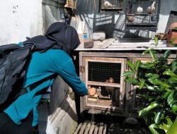 Putus Rantai Penyebaran DB, Pemkot Denpasar Gencar Lakukan Pembasmian Jentik.