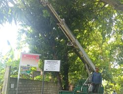 DLHK Denpasar Rutin Intensifkan Perompesan, Antisipasi Pohon Tumbang