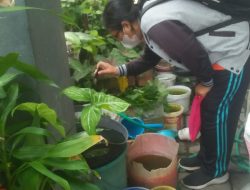 Gencar Bagikan Abate, Cara Puskesmas I Denpasar Selatan Tangkal Demam Berdarah