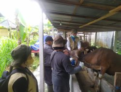 Cegah Wabah Penyakit Mulut dan Kuku Meluas, Pemkot Denpasar Gencarkan Vaksinasi PMK