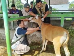 Cegah PMK Menjangkit Puluhan Ekor Sapi Di Kesiman Diuji Sampel Darahnya