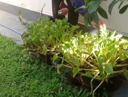 Waspada Peningkatan DBD, Puskesmas I Denpasar Selatan Gencar Lakukan Pembrantasan Jentik