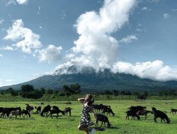 Savana Tianyar Karangasem, Padang Rumput Eksotis dengan Latar Belakang Gunung Agung