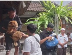 Waspada Penularan Rabies, Distan Kota Denpasar Lakukan Vaksinasi Door to Door