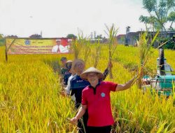 Pemkot Denpasar Dukung Gerakan Nasional Panen Padi Nusantara 1 Juta Hektar
