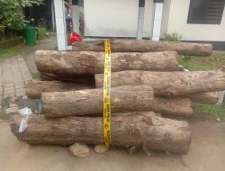 Tebang Kayu Sonokeling Dikawasan Hutan Produksi Diamankan Polsek Tejakula.