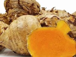 Manfaat Temulawak/Curcuma Xanthorrhiza bagi kesehatan