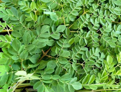 Taukah anda “DAUN KELOR” bermanfaat untuk menjaga kesehatan mata?
