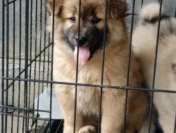 Anjing Kintamani disukai wisman Eropa,Australia dan Dunia. Apa kelebihannya?
