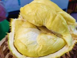 Wisata makan Durian di Bali yang terkenal legit,dagingnya tebel dan manis.