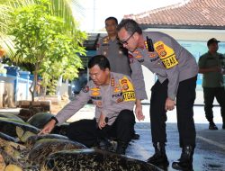 Polda Bali Ungkap Penyimpanan 21 Penyu Hijau dan Pengolahan Daging Satwa yang Dilindungi secara Illegal