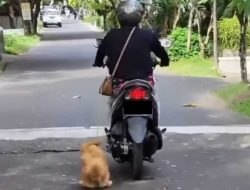 Terkait Viral Video Anjing Diseret Dengan Sepeda Motor, Ini Penjelasan Polisi