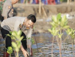 Ribuan  Pohon Bakau Ditanam Untuk Penghijauan Hutan Mangrove.