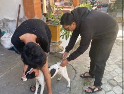 Pemkot Denpasar Gerak Cepat Lakukan Vaksinasi Rabies Pada Anjing 