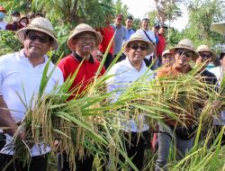 Walikota Jaya Negara Panen Padi Pandan Wangi di Subak Intaran Barat Dukung Inovasi Sejahterakan Petani, Berikan Jaminan Asuransi