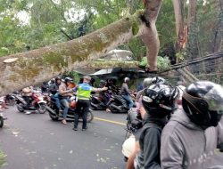 Kolaborasi Personil Polres Tabanan Dan Instansi Terkait Evakuasi Pohon Tumbang Dan Pengaturan Arus Lalin Di Jalur Jurusan Denpasar – Gilimanuk