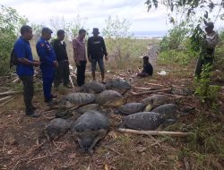 Ditpolairud Polda Bali, Ungkap Penangkapan Penyu Hijau