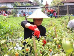 Bupati Nyoman Giri Prasta saat panen raya hasil pertanian di Desa Dalung