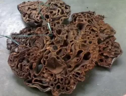 Manfaat Sarang Semut Papua Asli untuk mengatasi berbagai penyakit.