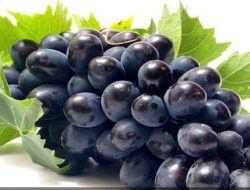 Manfaat Buah Anggur Hitam Untuk Kesehatan dan Buleleng menjadikan Anggur Hitam sebagai Primadona
