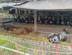 Pengamanan Sholat Idul Adha Dan Pemotongan Qurban Di Mesjid Bahari Benoa Bali.