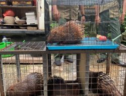 Proses Hukum Kasus Landak Jawa Polda Bali Tidak Melakukan Penahanan
