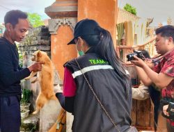 Tahun 2025, Distan Denpasar Targetkan Vaksinasi Rabies Sasar 91,13 Persen Populasi HPR.