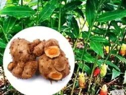 Daun Kunyit Dan Umbinya Yang Bermanfaat