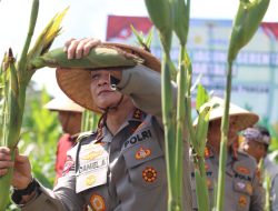 Mendukung Swasembada Pangan Tahun 2025, Kapolda Bali Melaksanakan Panen Raya Jagung Serentak Kuartal II.