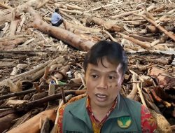 Anehnya ada label Kemenhut di gelondong kayu yang terseret banjir bandang Sumut