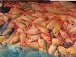 Dua ton ikan Red devil dikeluarkan dari Danau Batur