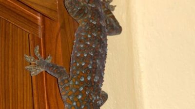 Mengapa tokek ukuran besar dicari dan ditawar mahal? Apa manfaat tokek besar yang menyeramkan itu?