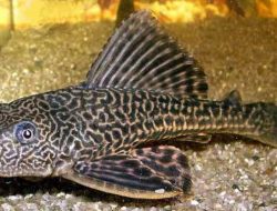 Pemprov DKI Serius Basmi Ikan Sapu-Sapu, Pramono: Jadi Ancaman Ekosistem