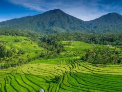 Tegas !!!Sawah di Bali,tak akan boleh lagi ada Villa