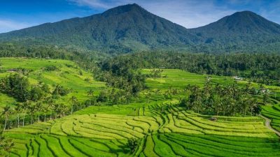 Tegas !!!Sawah di Bali,tak akan boleh lagi ada Villa