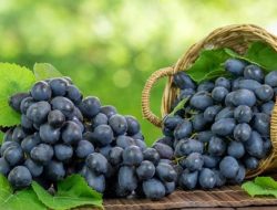 Buah Anggur hitam asal Buleleng (Anggur Bali),sangat baik untuk kesehatan karena kaya akan antioksidan