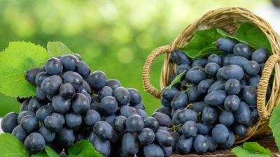 Buah Anggur hitam asal Buleleng (Anggur Bali),sangat baik untuk kesehatan karena kaya akan antioksidan