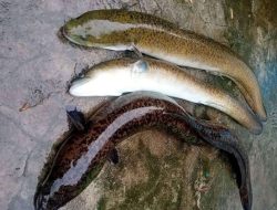 Ikan Salmon lewat!! Ternyata ikan asal Indonesia ini (SIDAT) memiliki kandungan Omega 3 tertinggi didunia