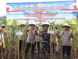 Panen Raya Jagung Serentak di Buleleng Dipimpin Wakapolda Bali, Polisi Tegaskan “PETANI TETAP JADI PELAKU UTAMA” 